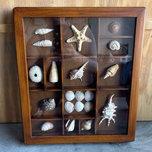 Source Unknown Natural Seashell Display Shelf
